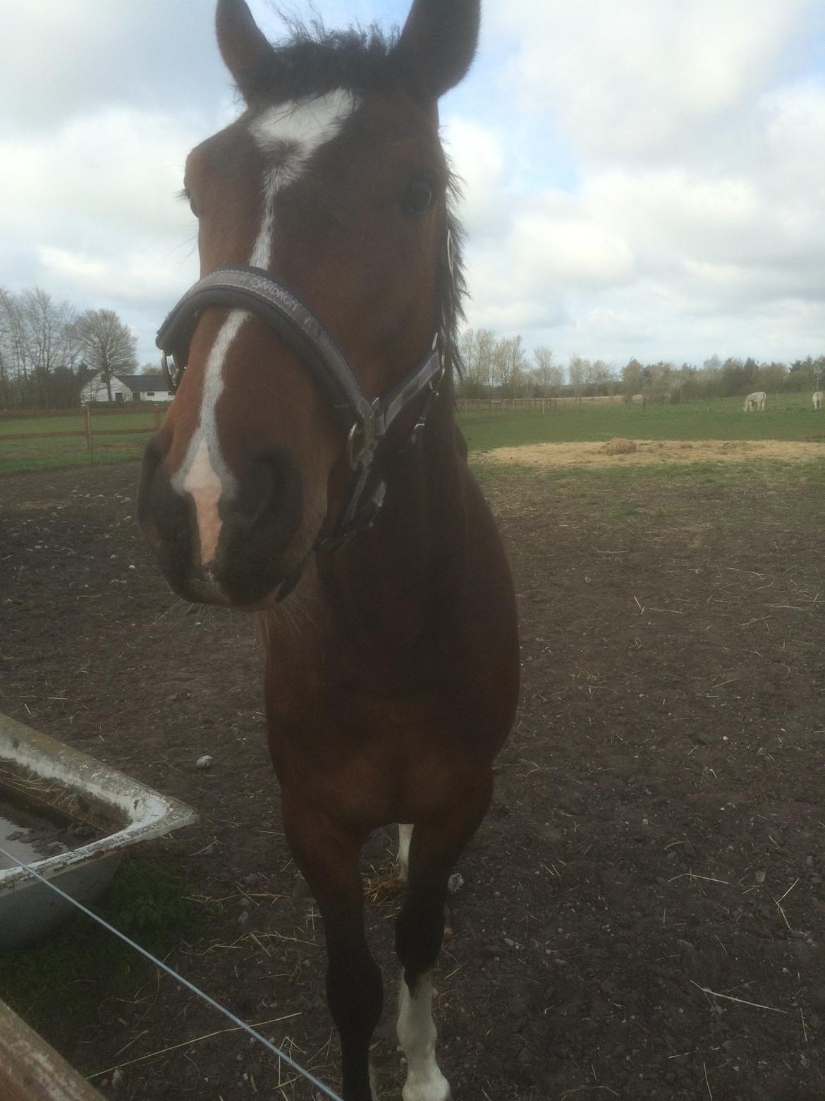 Dansk Varmblod M.B Ambition's Boy billede 19