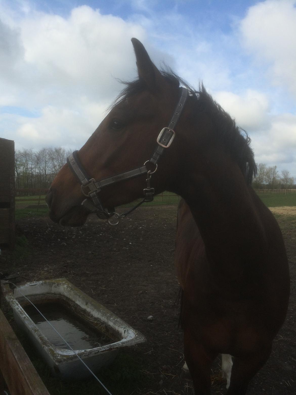 Dansk Varmblod M.B Ambition's Boy billede 20