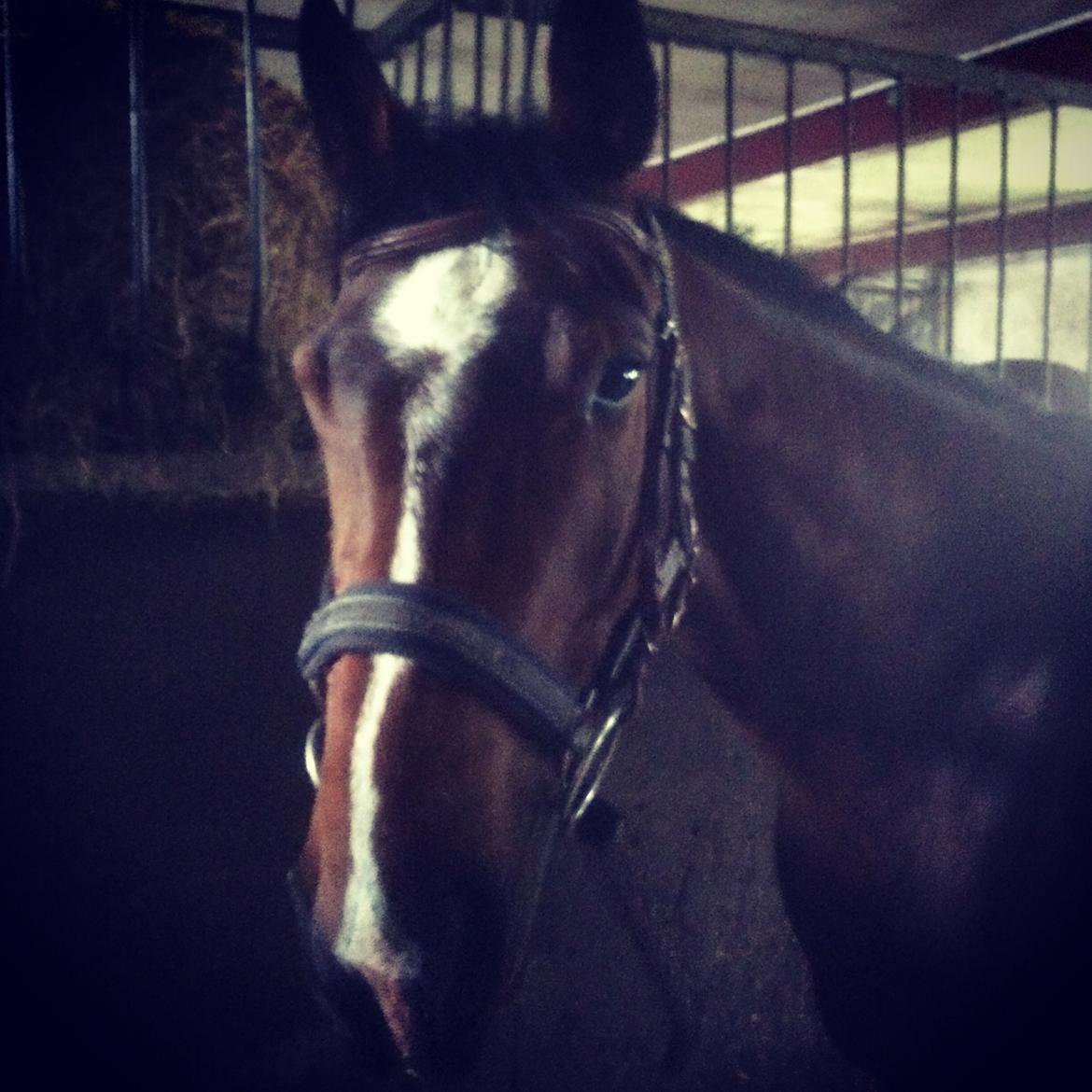 Dansk Varmblod M.B Ambition's Boy billede 17