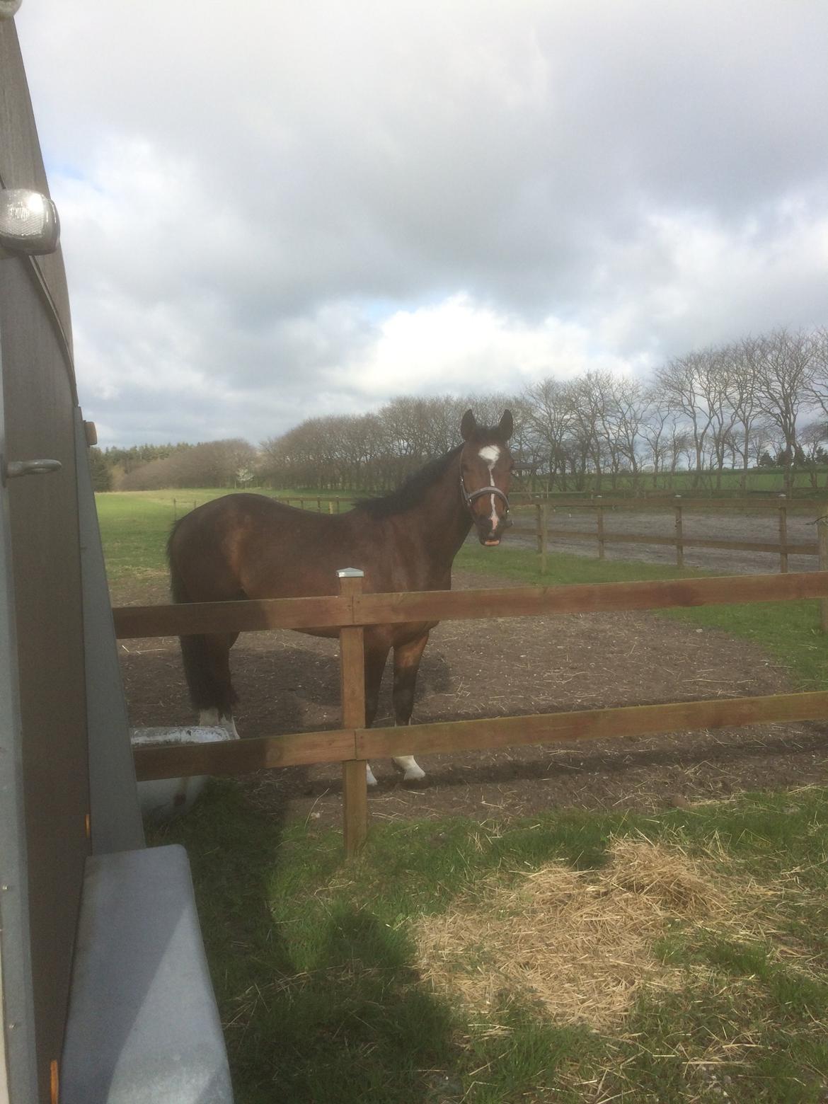 Dansk Varmblod M.B Ambition's Boy billede 21