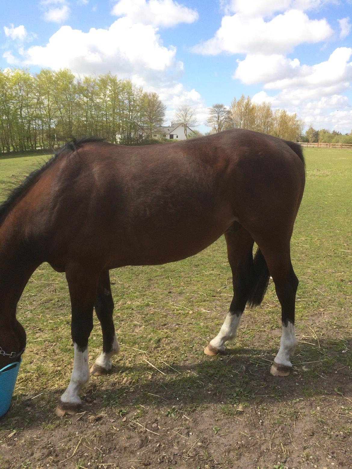 Dansk Varmblod M.B Ambition's Boy billede 24