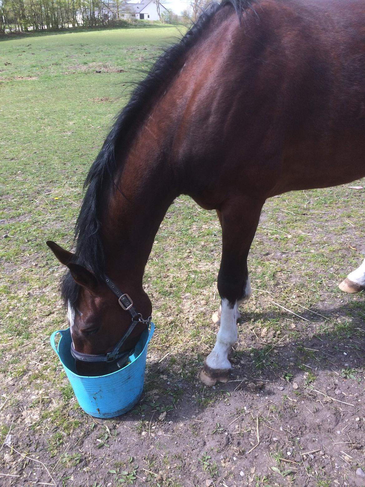 Dansk Varmblod M.B Ambition's Boy billede 23