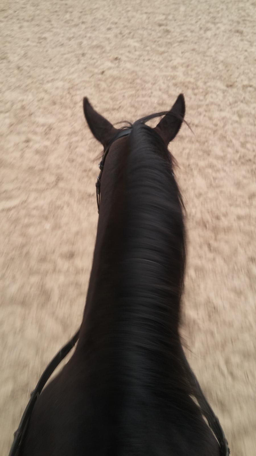 Tysk Sportspony AMK's Halo billede 13