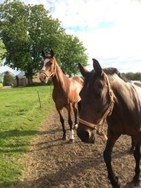 Dansk Varmblod Pipaluk Lysegård billede 15