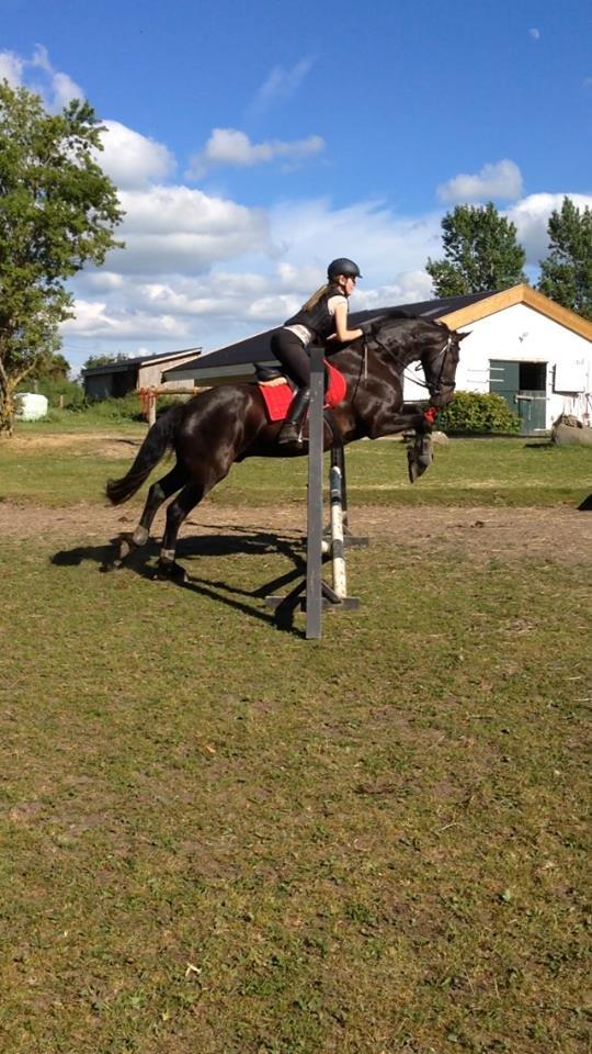 Frieser Viktor (Rider) billede 8