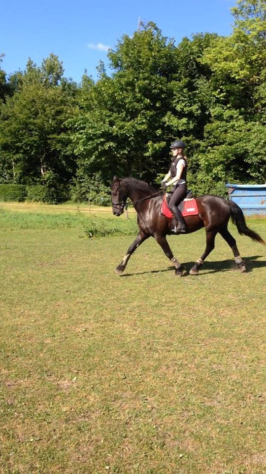 Frieser Viktor (Rider) billede 1