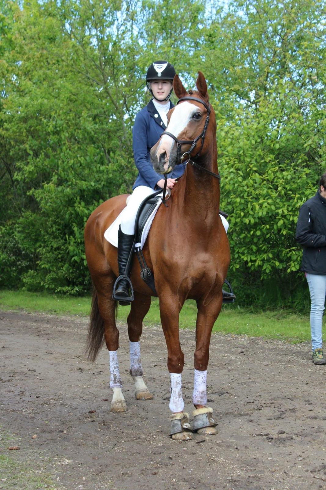 Dansk Varmblod Alsace pilekær billede 3