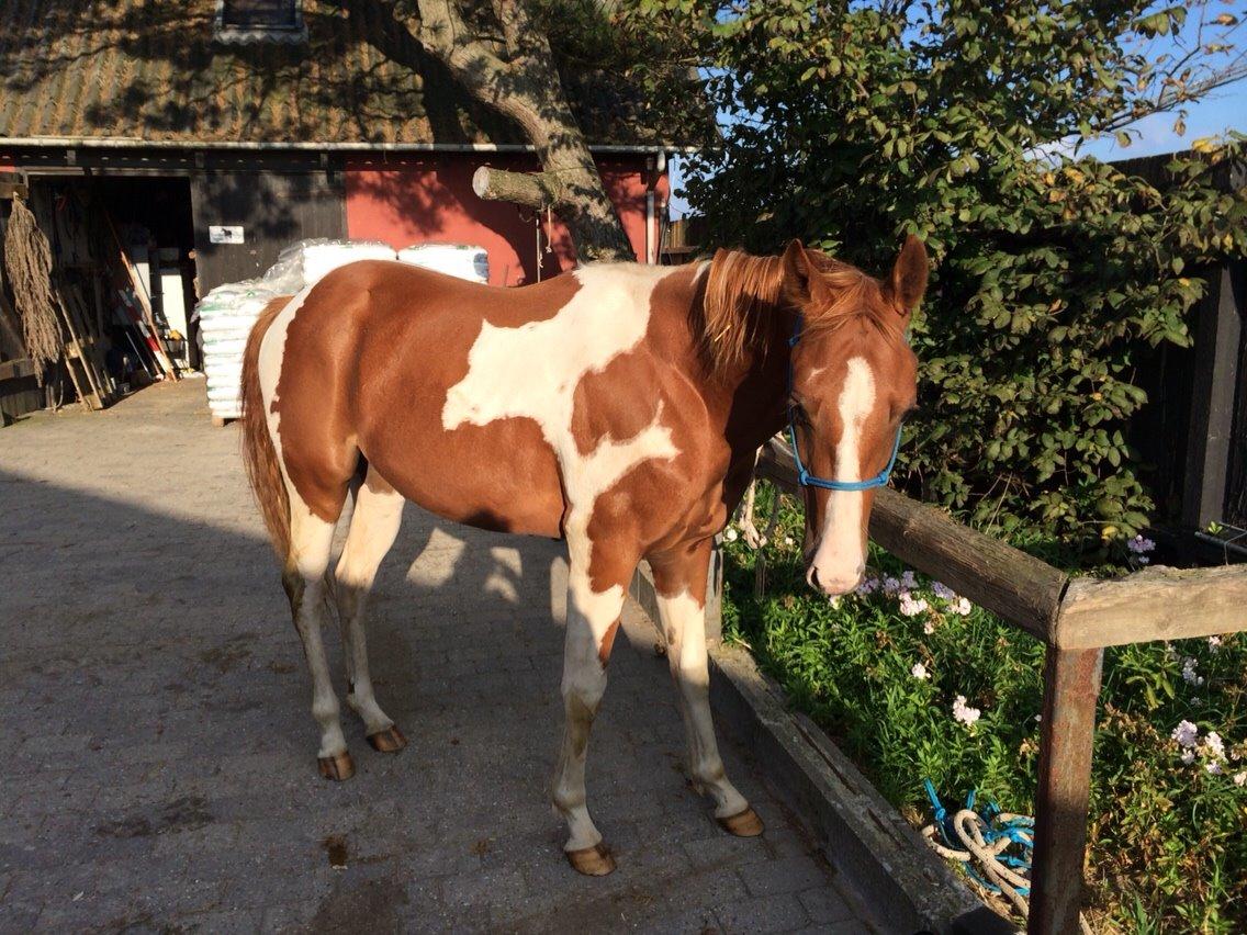 Paint Thumbs up for Obi billede 2