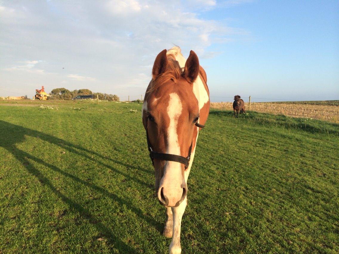 Paint Thumbs up for Obi billede 4