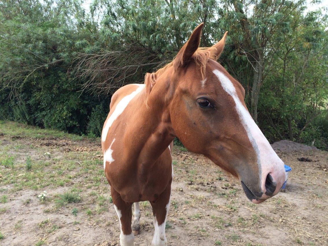 Paint Thumbs up for Obi billede 5