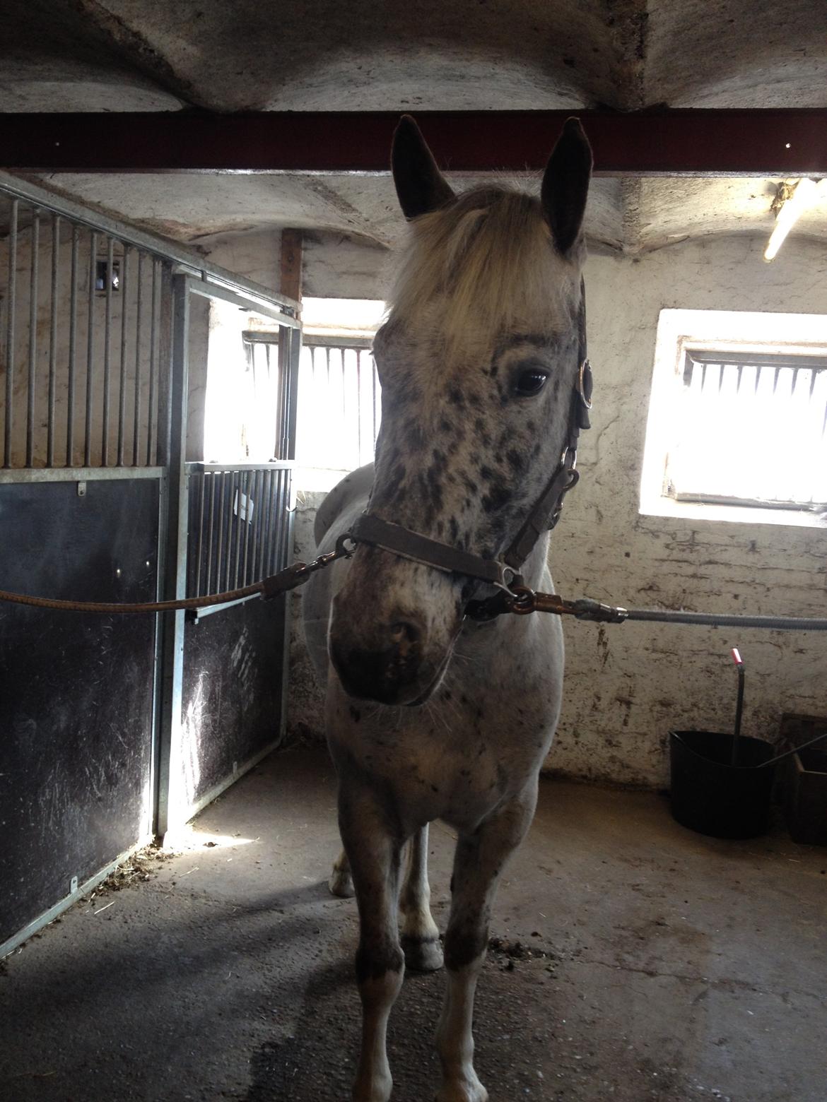 Knabstrupper Xander - Xander ved hans nye ejer :) billede 48