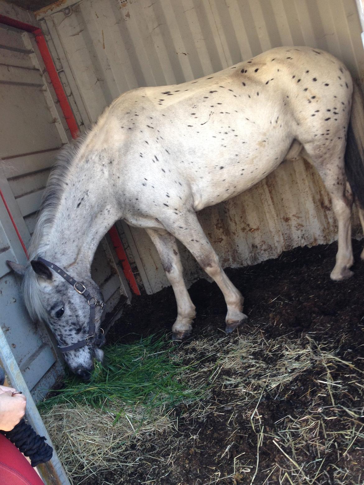 Knabstrupper Xander - Xander ved hans nye ejer, han har det så godt den lille plettede fyr <3 billede 49