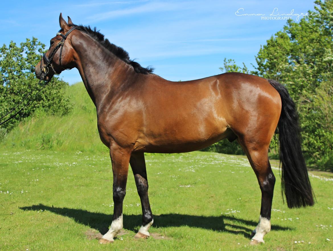 Dansk Varmblod Kildebo's Heartcon billede 1