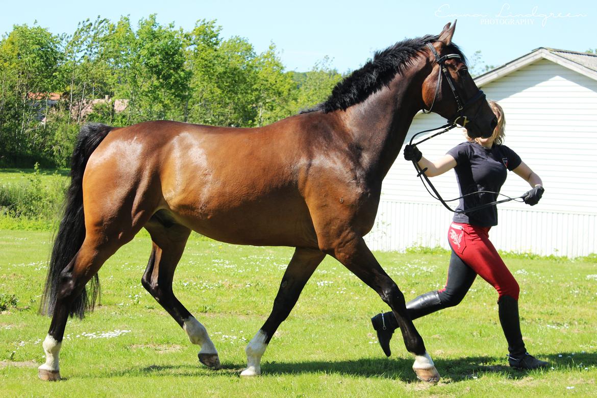 Dansk Varmblod Kildebo's Heartcon billede 22