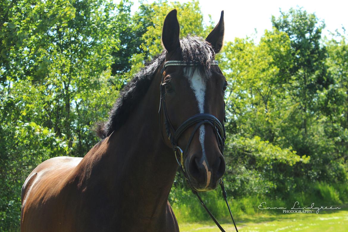 Dansk Varmblod Kildebo's Heartcon billede 23