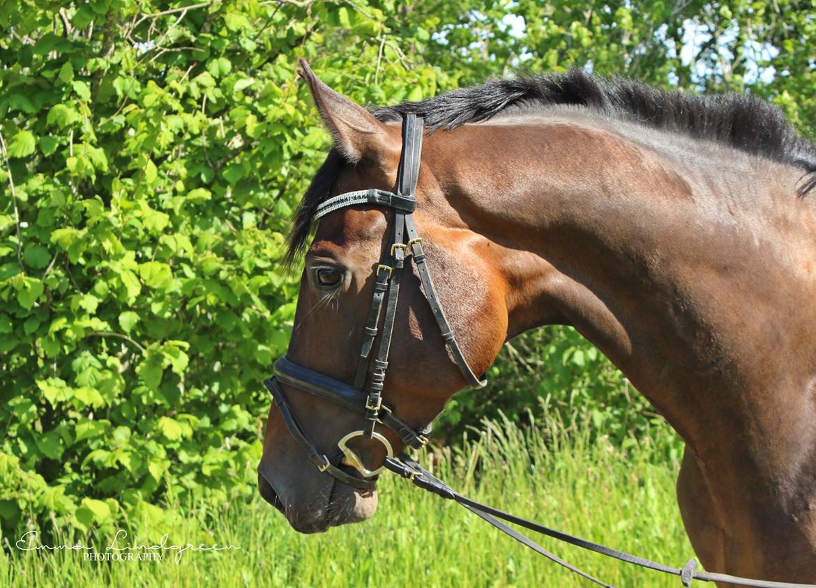 Dansk Varmblod Kildebo's Heartcon billede 26