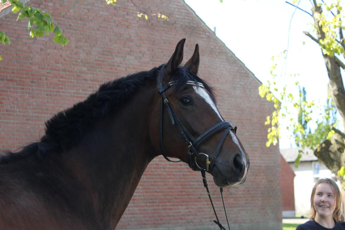 Dansk Varmblod Kildebo's Heartcon billede 28