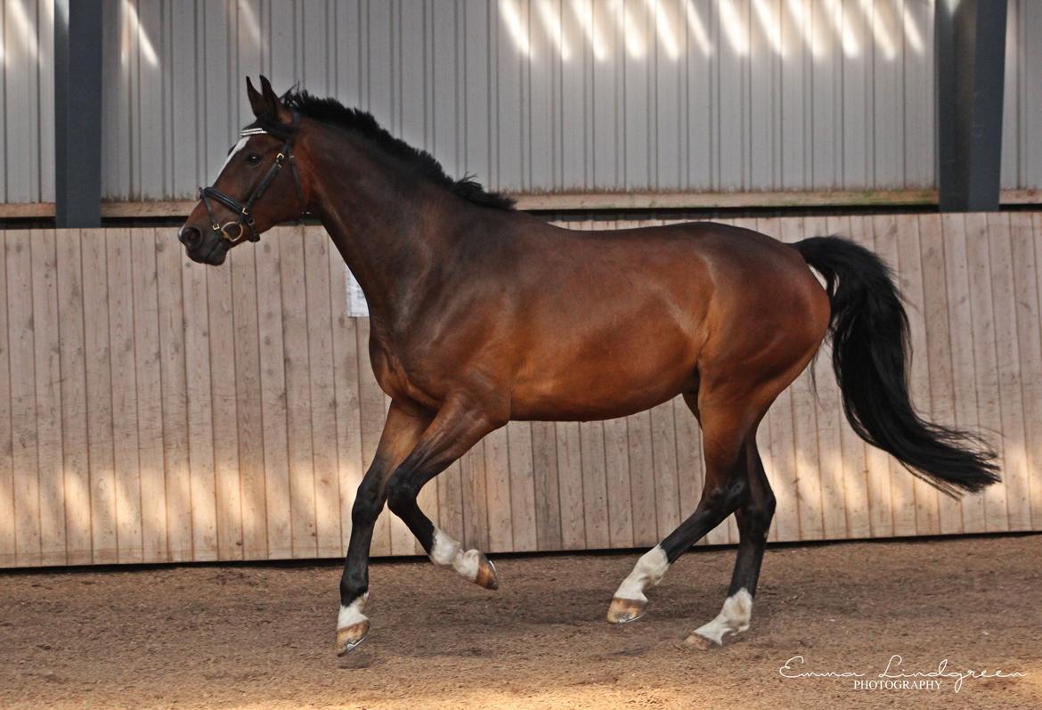 Dansk Varmblod Kildebo's Heartcon billede 30