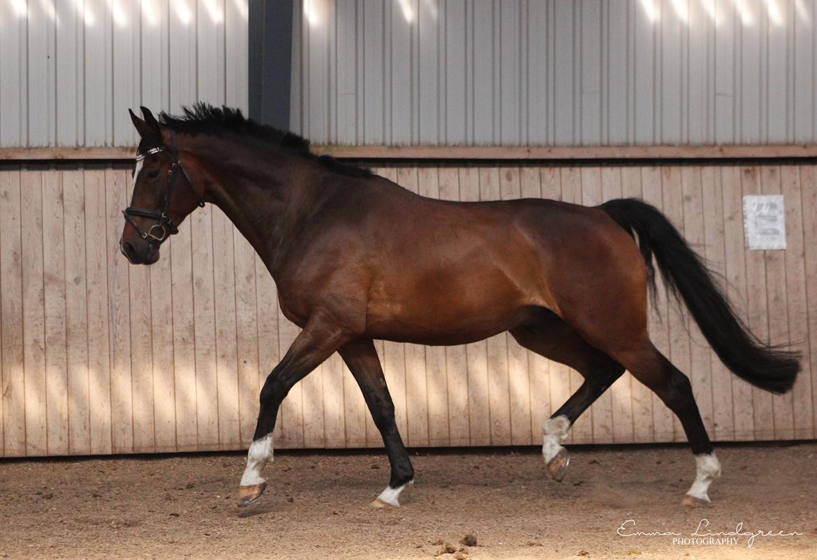 Dansk Varmblod Kildebo's Heartcon billede 5