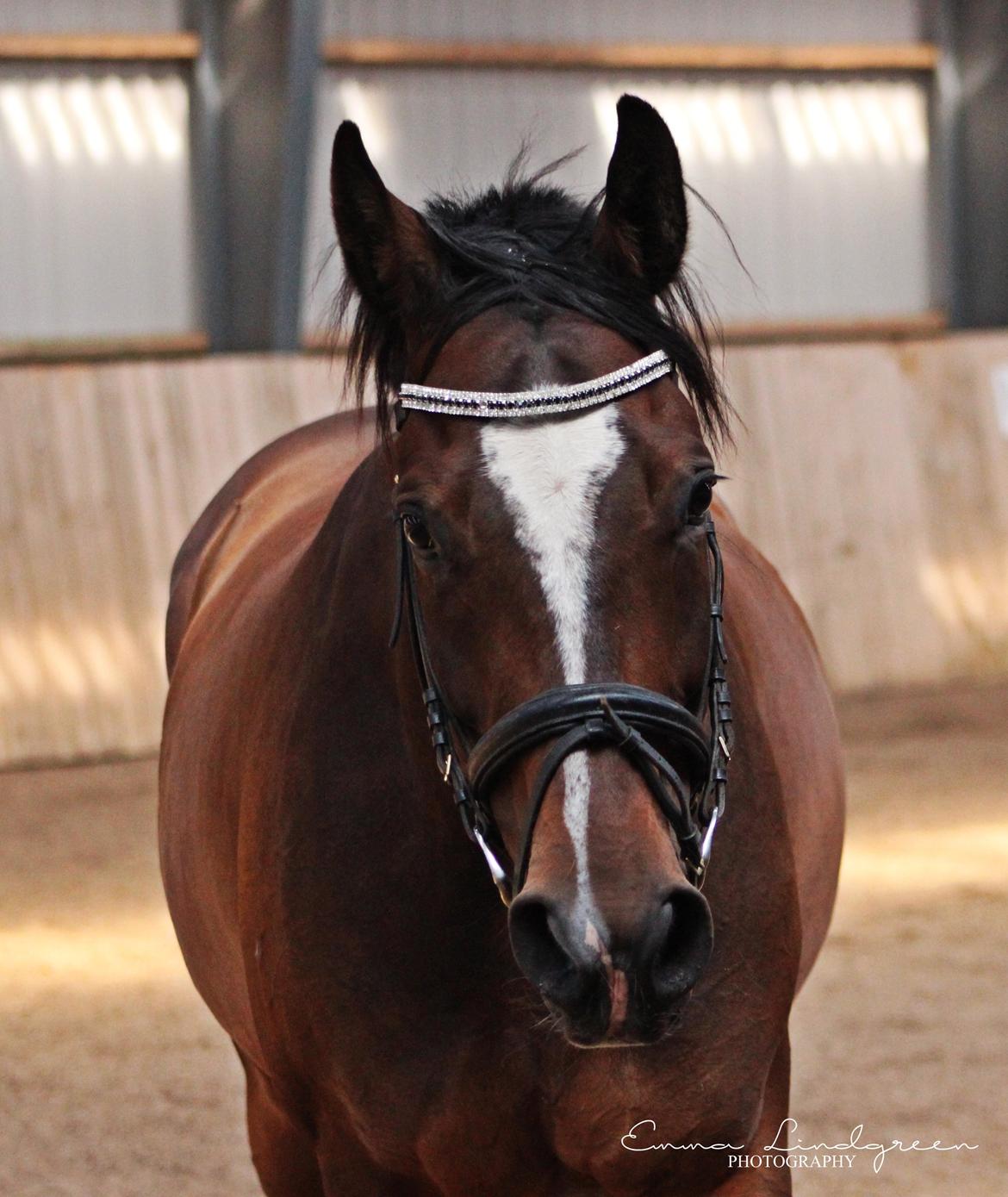 Dansk Varmblod Kildebo's Heartcon billede 20