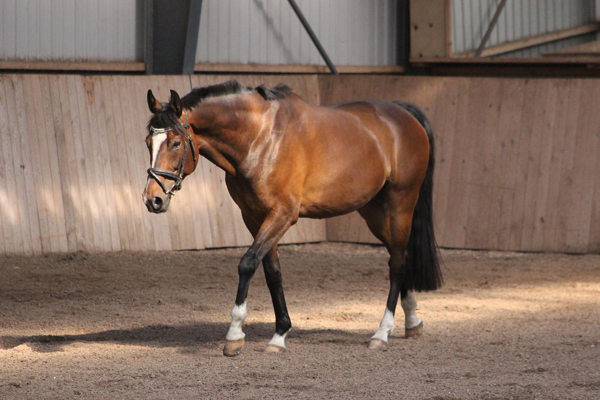 Dansk Varmblod Kildebo's Heartcon billede 35