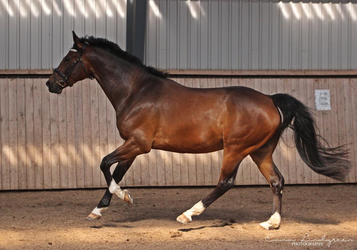 Dansk Varmblod Kildebo's Heartcon billede 16