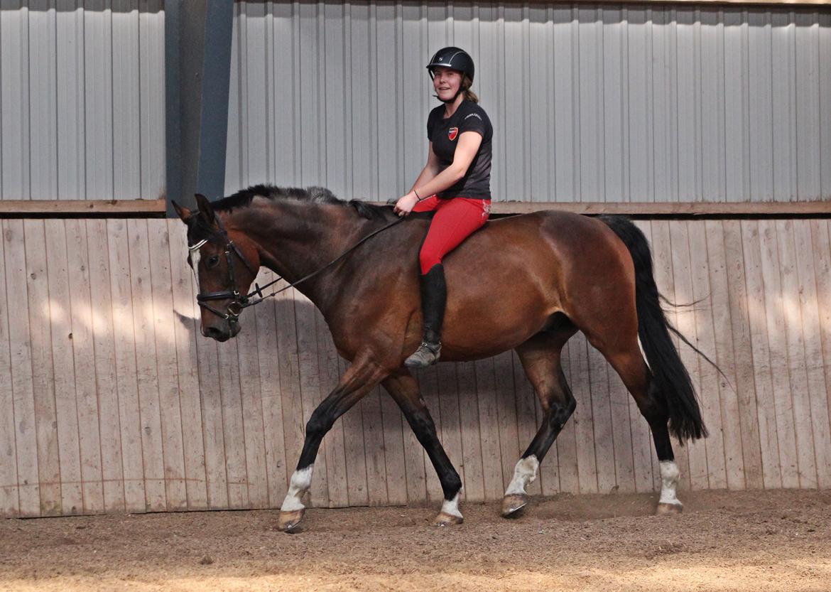 Dansk Varmblod Kildebo's Heartcon billede 33