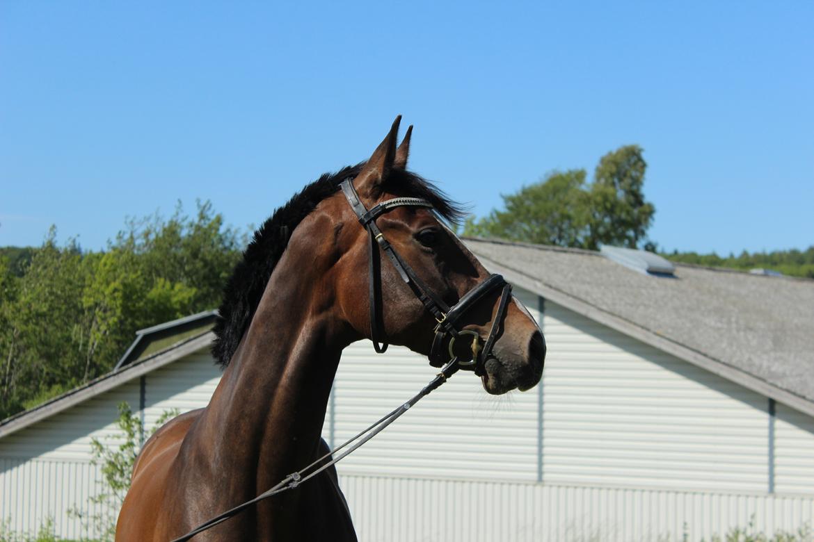 Dansk Varmblod Kildebo's Heartcon billede 15