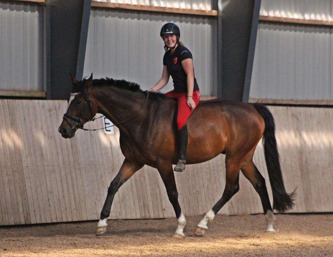 Dansk Varmblod Kildebo's Heartcon billede 40