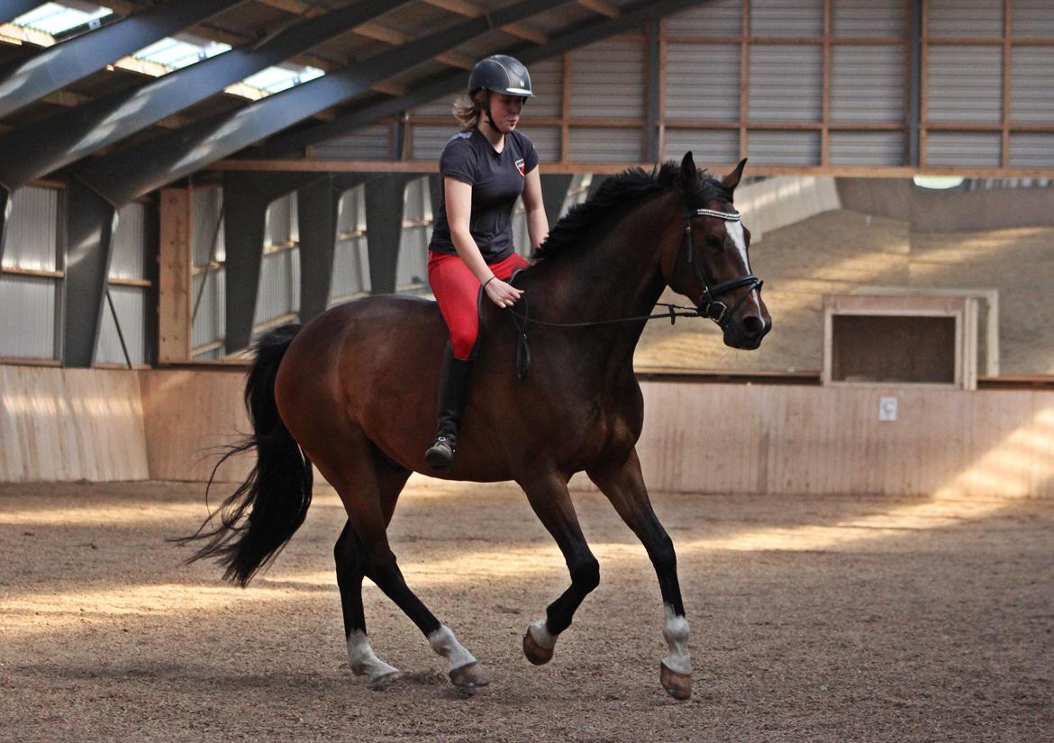 Dansk Varmblod Kildebo's Heartcon billede 8