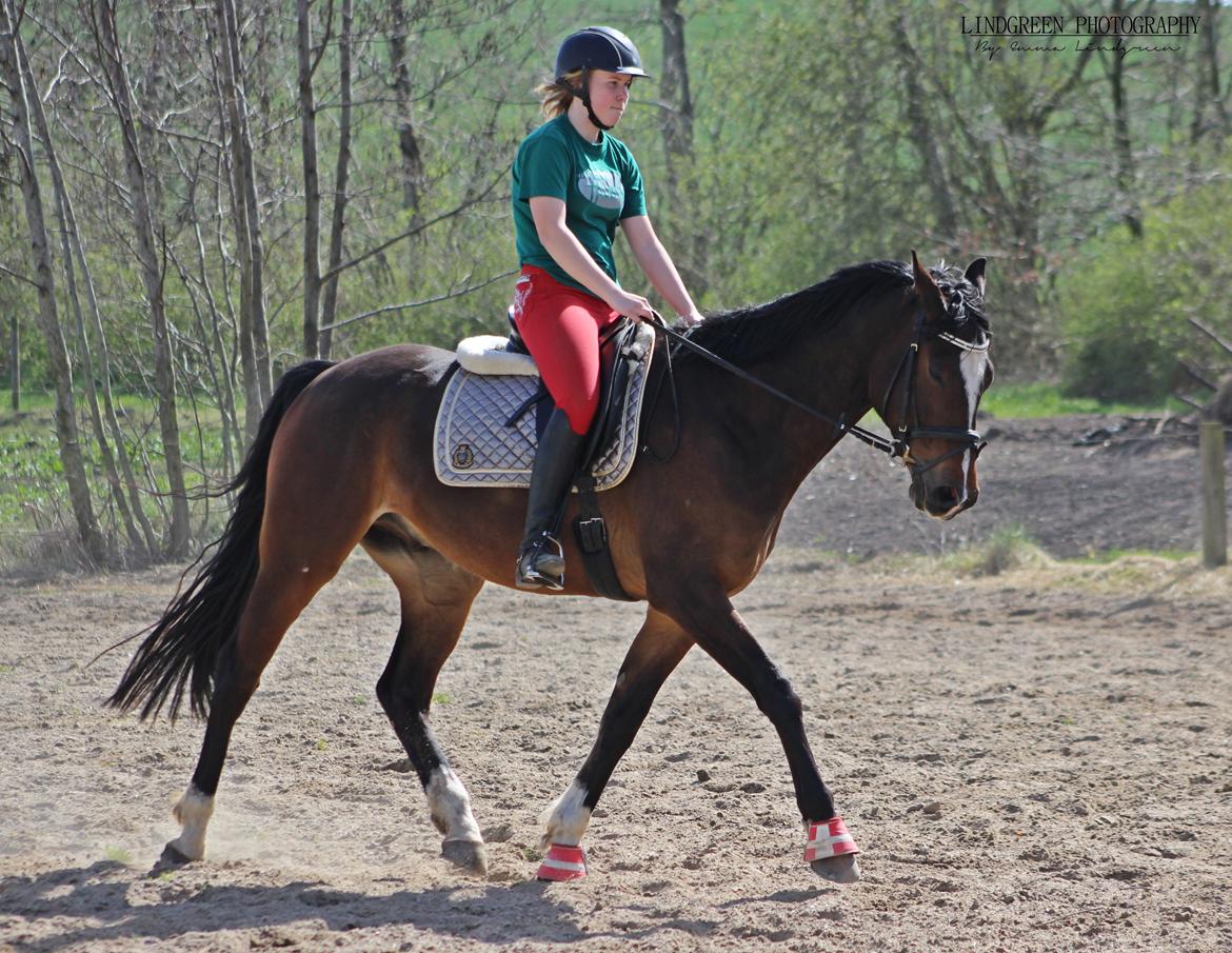 Dansk Varmblod Kildebo's Heartcon billede 45