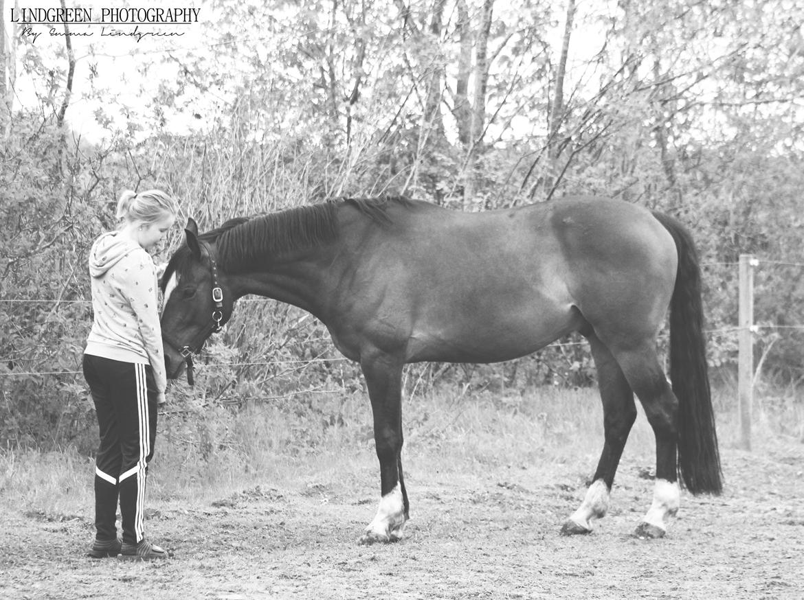 Dansk Varmblod Kildebo's Heartcon billede 4