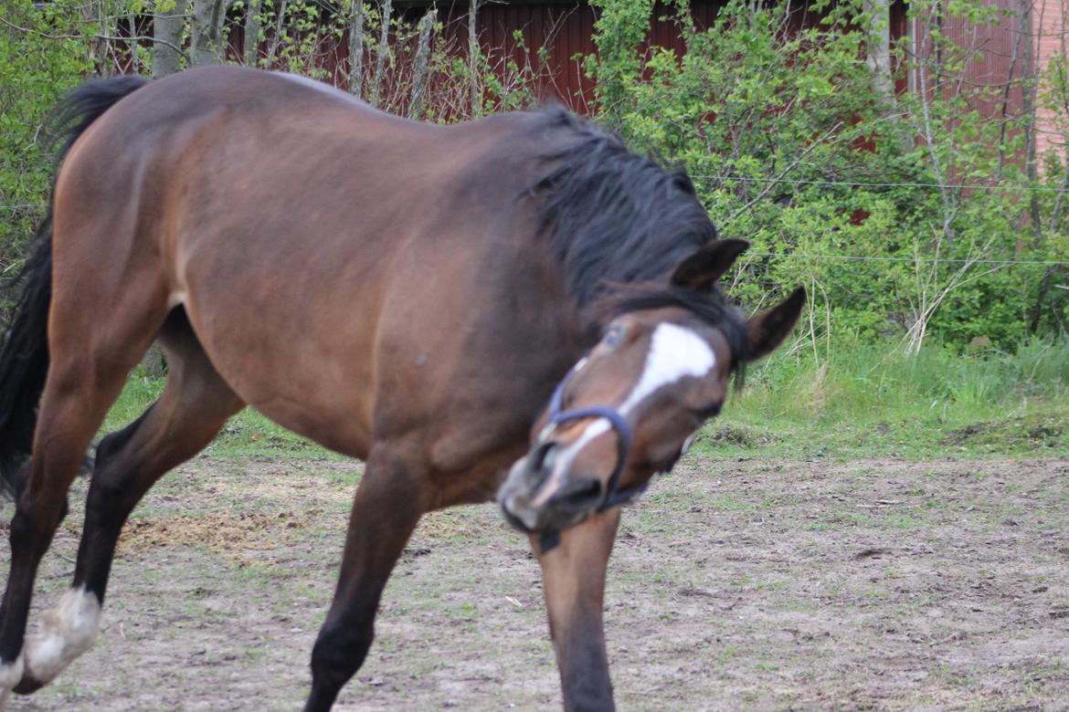 Dansk Varmblod Kildebo's Heartcon billede 48