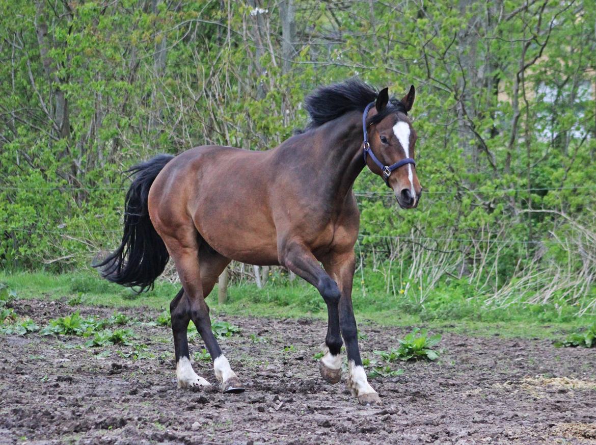 Dansk Varmblod Kildebo's Heartcon billede 32