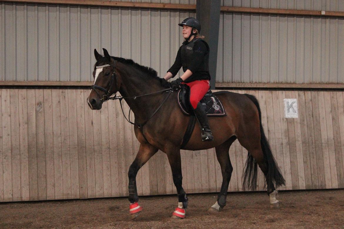 Dansk Varmblod Kildebo's Heartcon billede 18