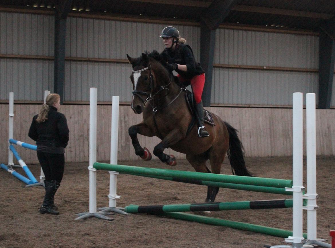 Dansk Varmblod Kildebo's Heartcon billede 25