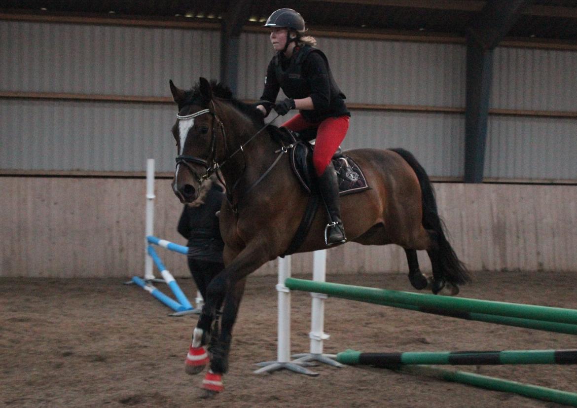 Dansk Varmblod Kildebo's Heartcon billede 29