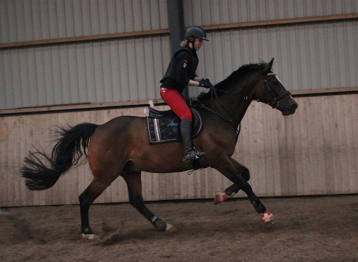 Dansk Varmblod Kildebo's Heartcon billede 37