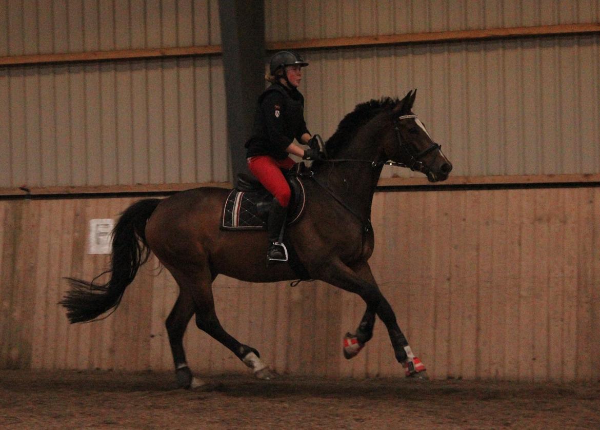 Dansk Varmblod Kildebo's Heartcon billede 50