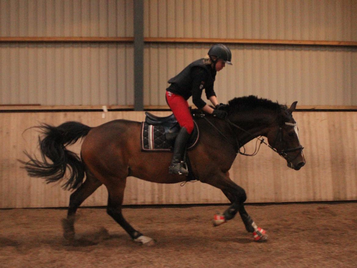 Dansk Varmblod Kildebo's Heartcon billede 13