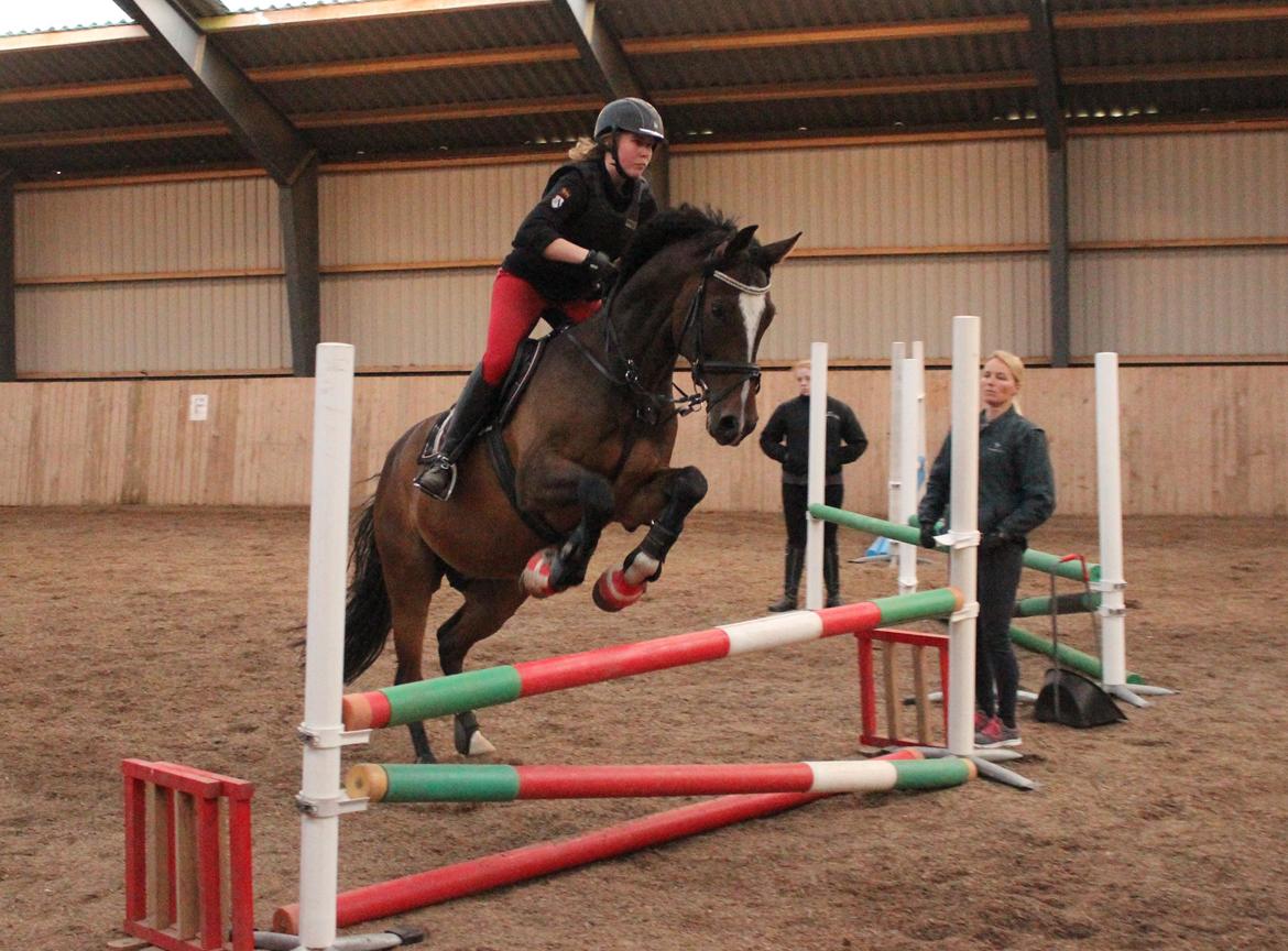 Dansk Varmblod Kildebo's Heartcon billede 10