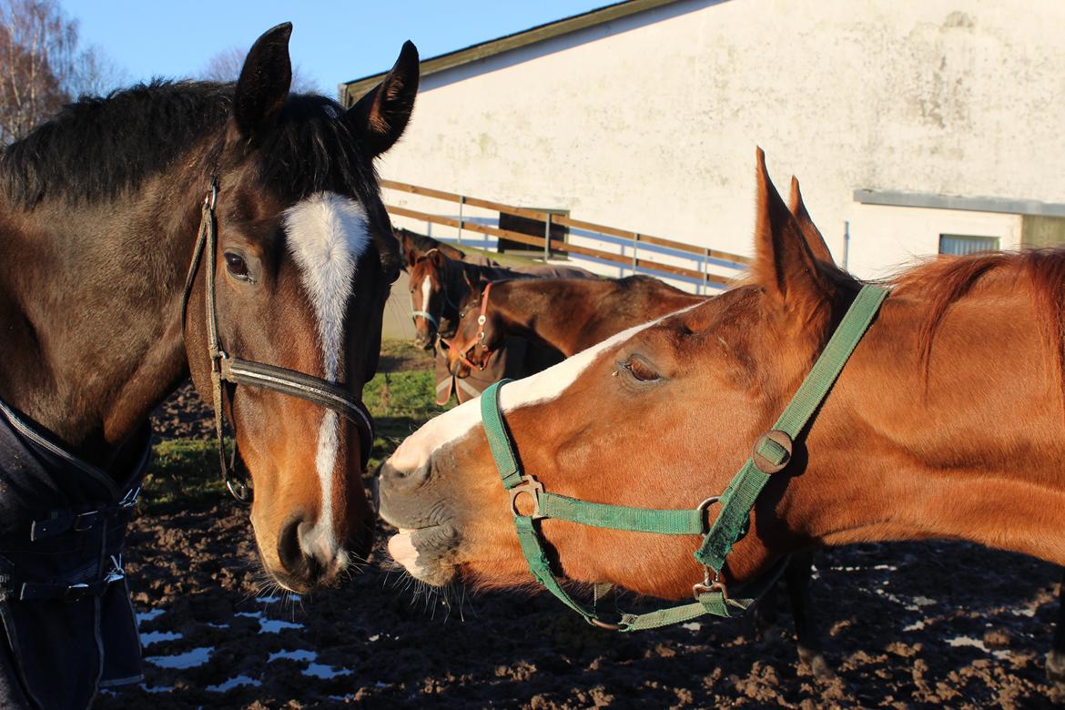 Dansk Varmblod Kildebo's Heartcon billede 38