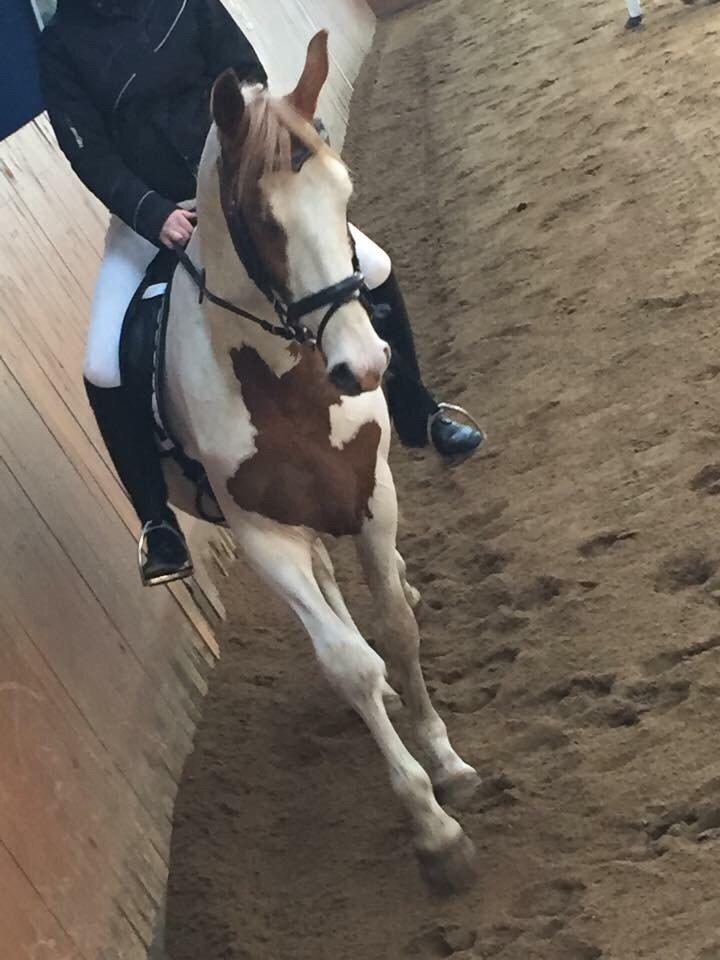 Pinto Aston A Kila billede 27