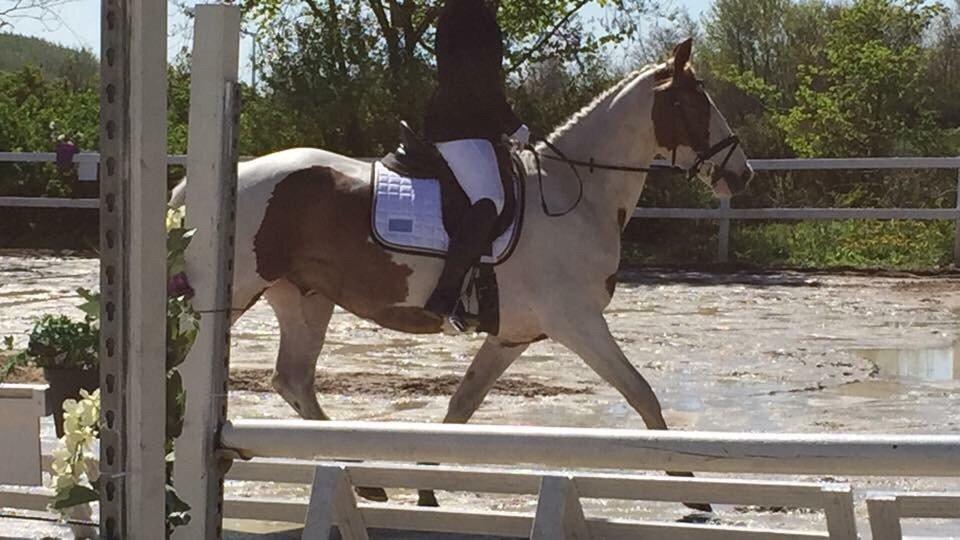 Pinto Aston A Kila billede 31