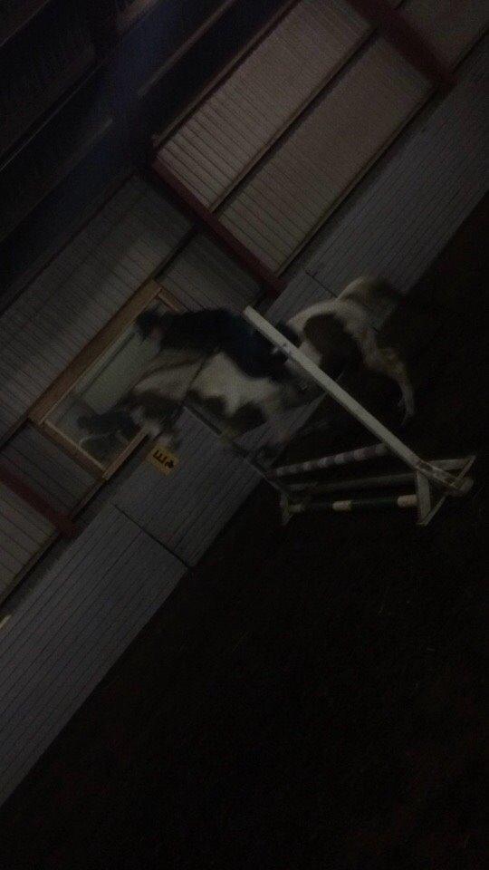 Pinto Aston A Kila billede 33