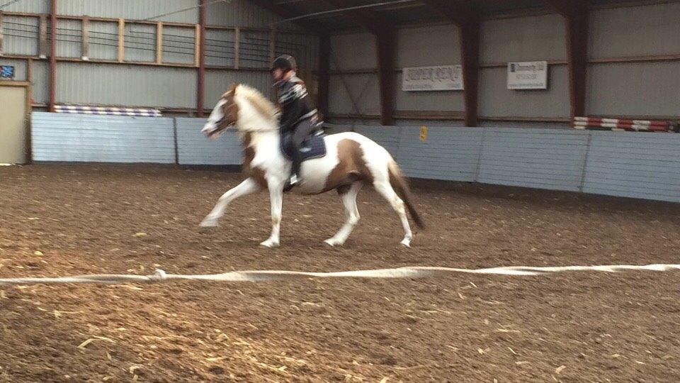 Pinto Aston A Kila billede 36