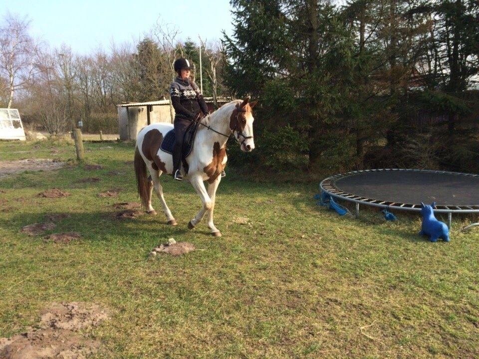 Pinto Aston A Kila billede 37