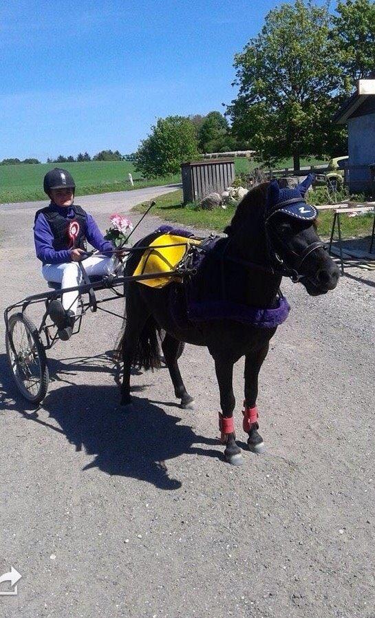 Anden særlig race Sigge billede 17