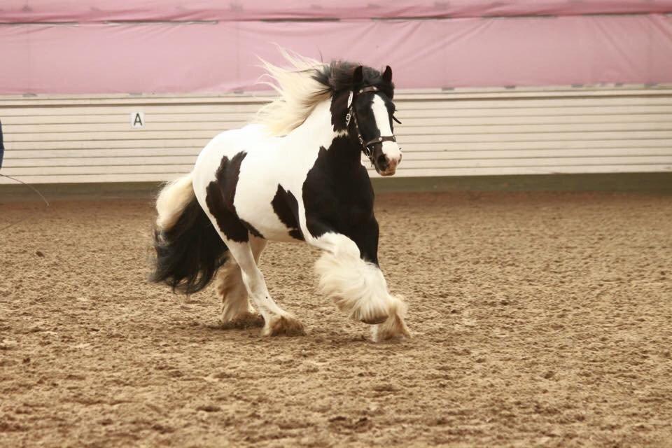 Irish Cob Romany's Cash Junior billede 3