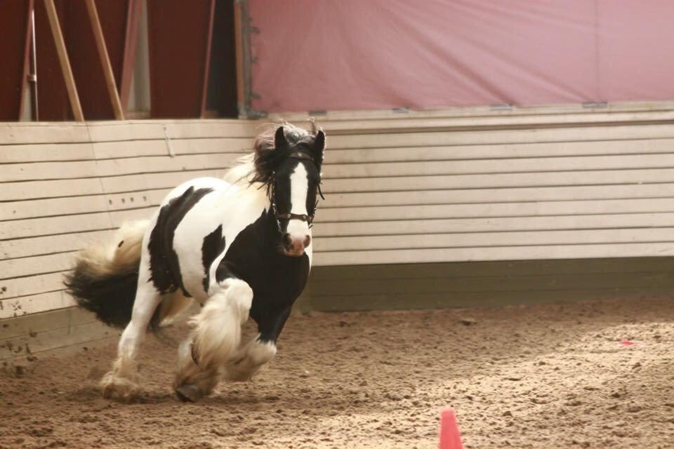 Irish Cob Romany's Cash Junior billede 5